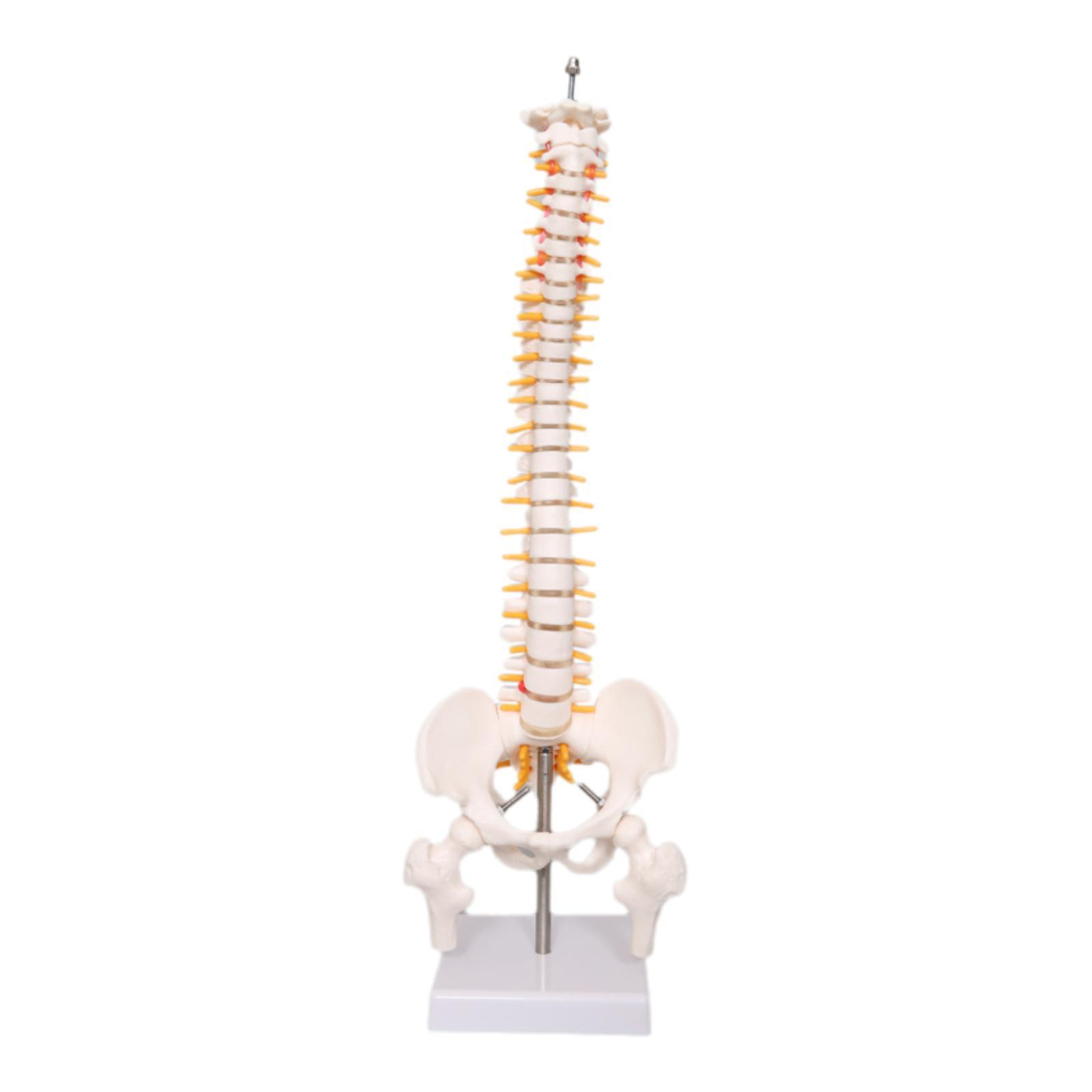 Medical Lab Study - Spine Model Education Tool Learning Teaching