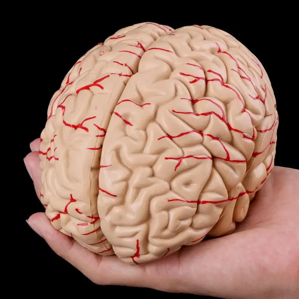 Medical Lab Study - Man Woman Brain Model Life Size