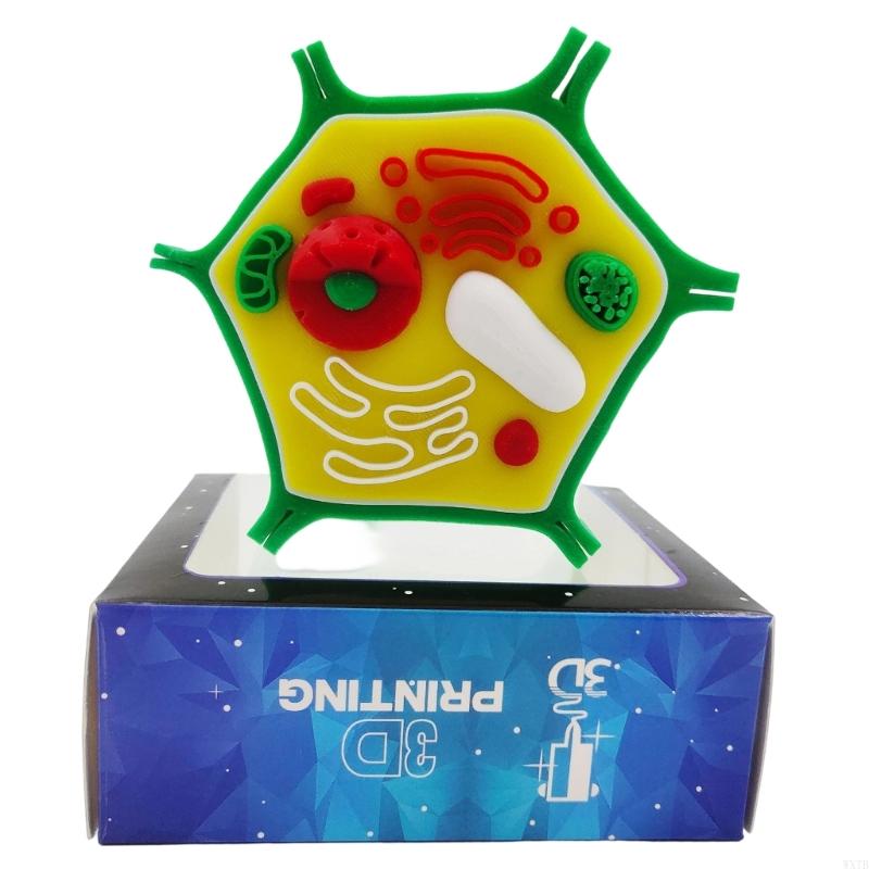 Medical Lab Study - Professional Animal Plant Cell Anatomy Model