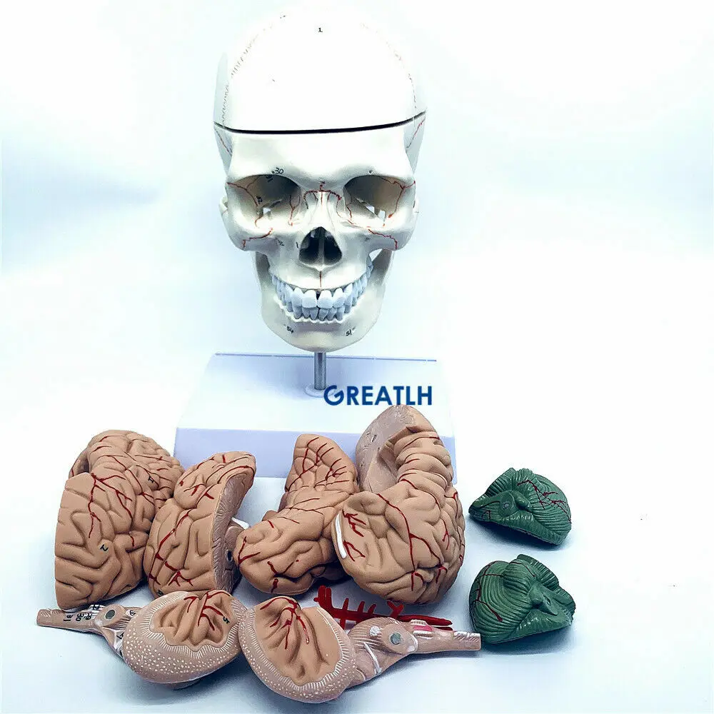 Medical Lab Study - GREATLH Brain Anatomical Model Human Head