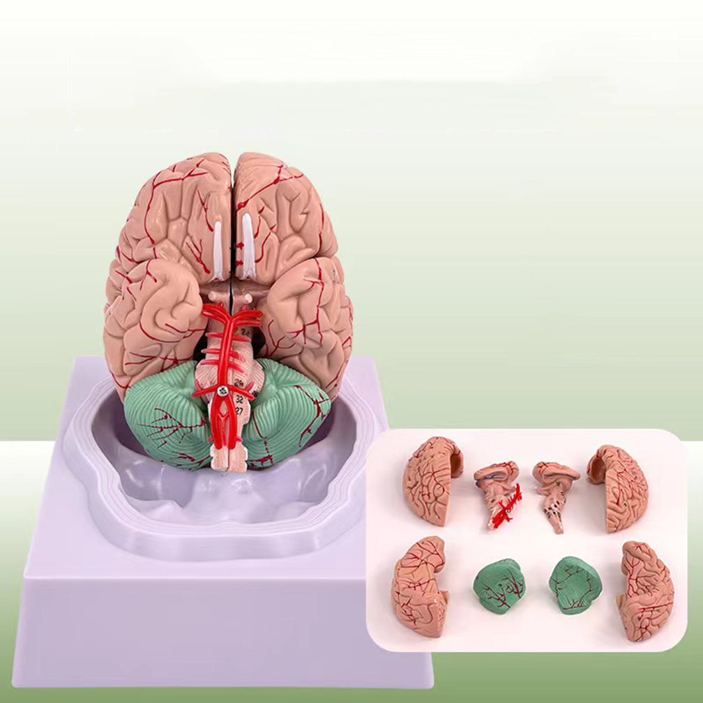 Medical Lab Study - Human Life Size People Brain Functional