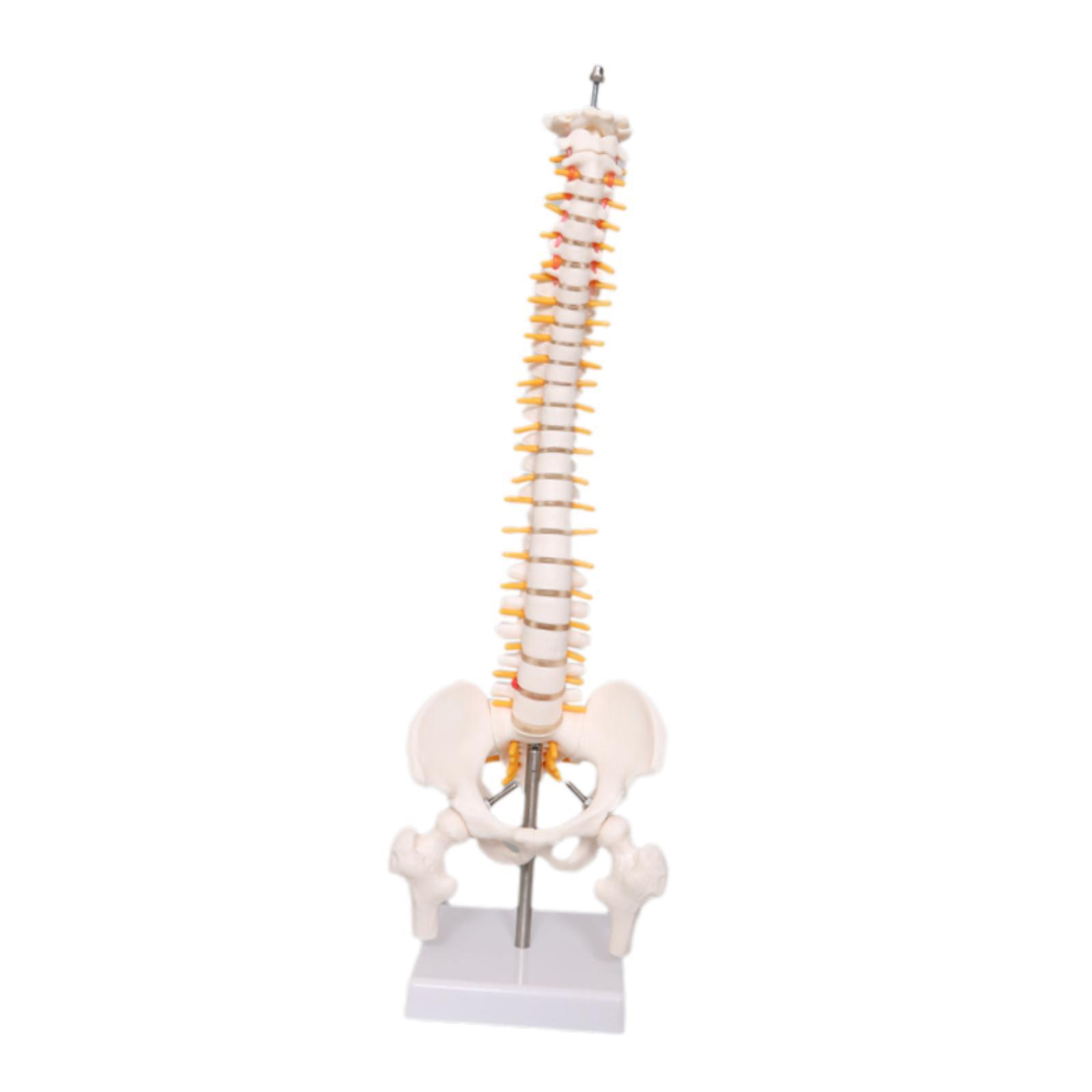 Spine Model Education Tool Lea - Medical Lab Study review and price