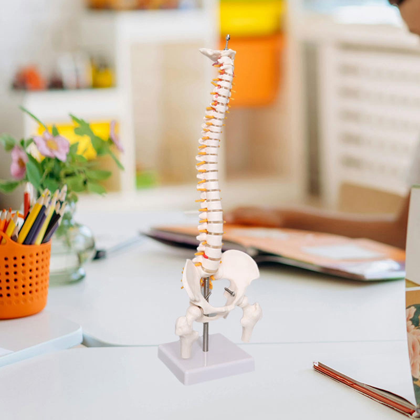 Spine Model Education Tool Lea - Medical Lab Study review and price