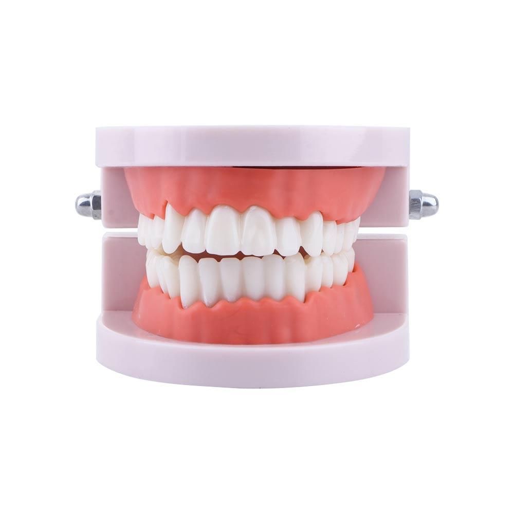 Lab Adult Study Typodont Demon - Medical Lab Study review and price