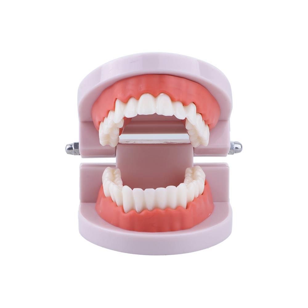 Lab Adult Study Typodont Demon - Medical Lab Study review and price