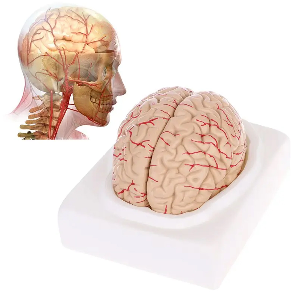 Man Woman Brain Model Life Siz - Medical Lab Study review and price