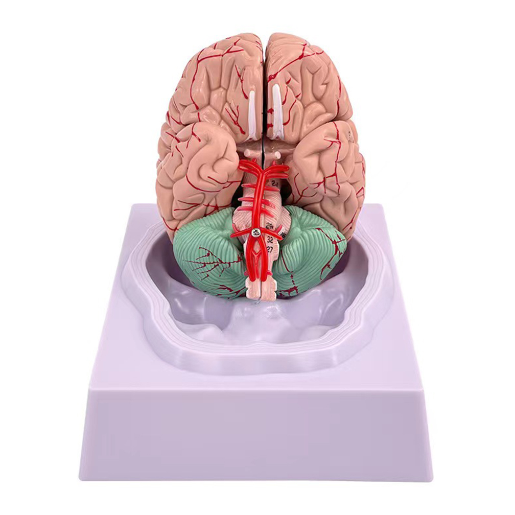Man Woman Brain Model Life Siz - Medical Lab Study review and price