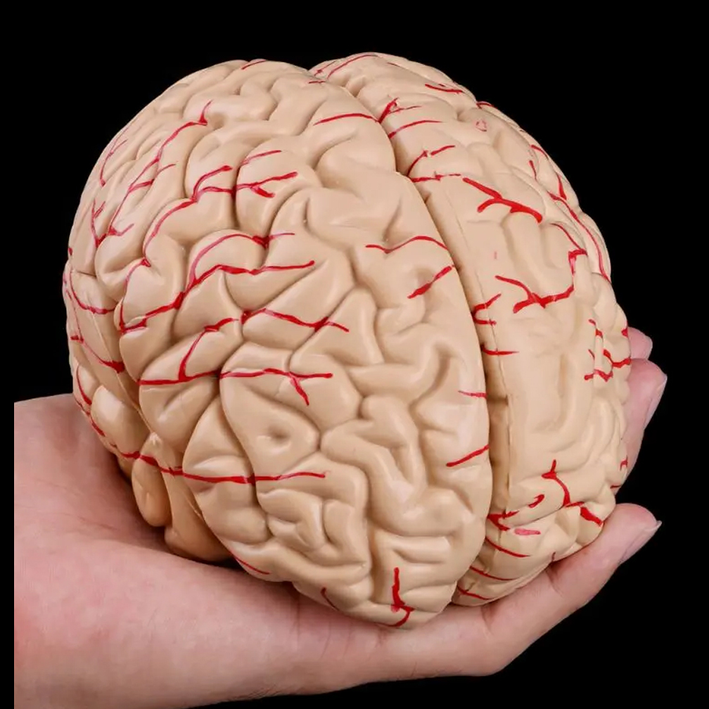 Human Life Size Brain Anatomy  - Medical Lab Study review and price