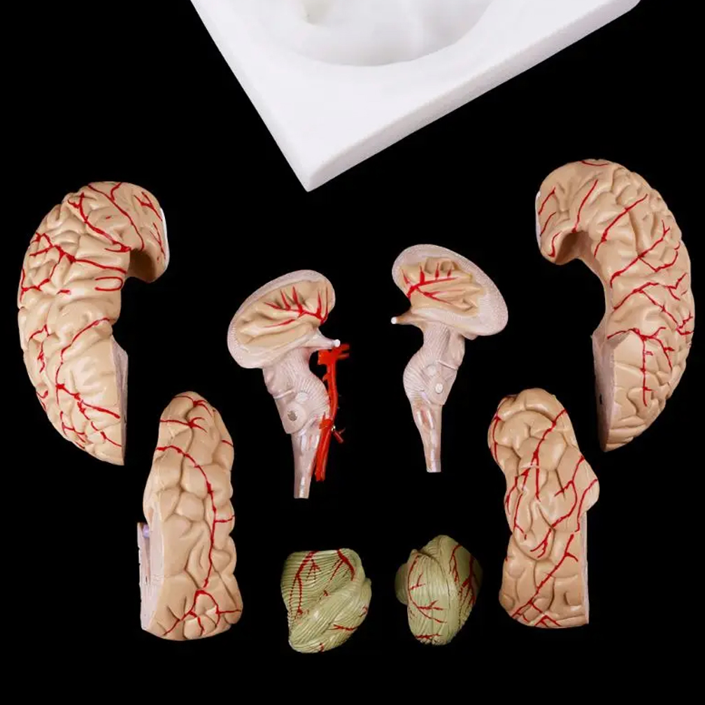 Human Life Size Brain Anatomy  - Medical Lab Study review and price