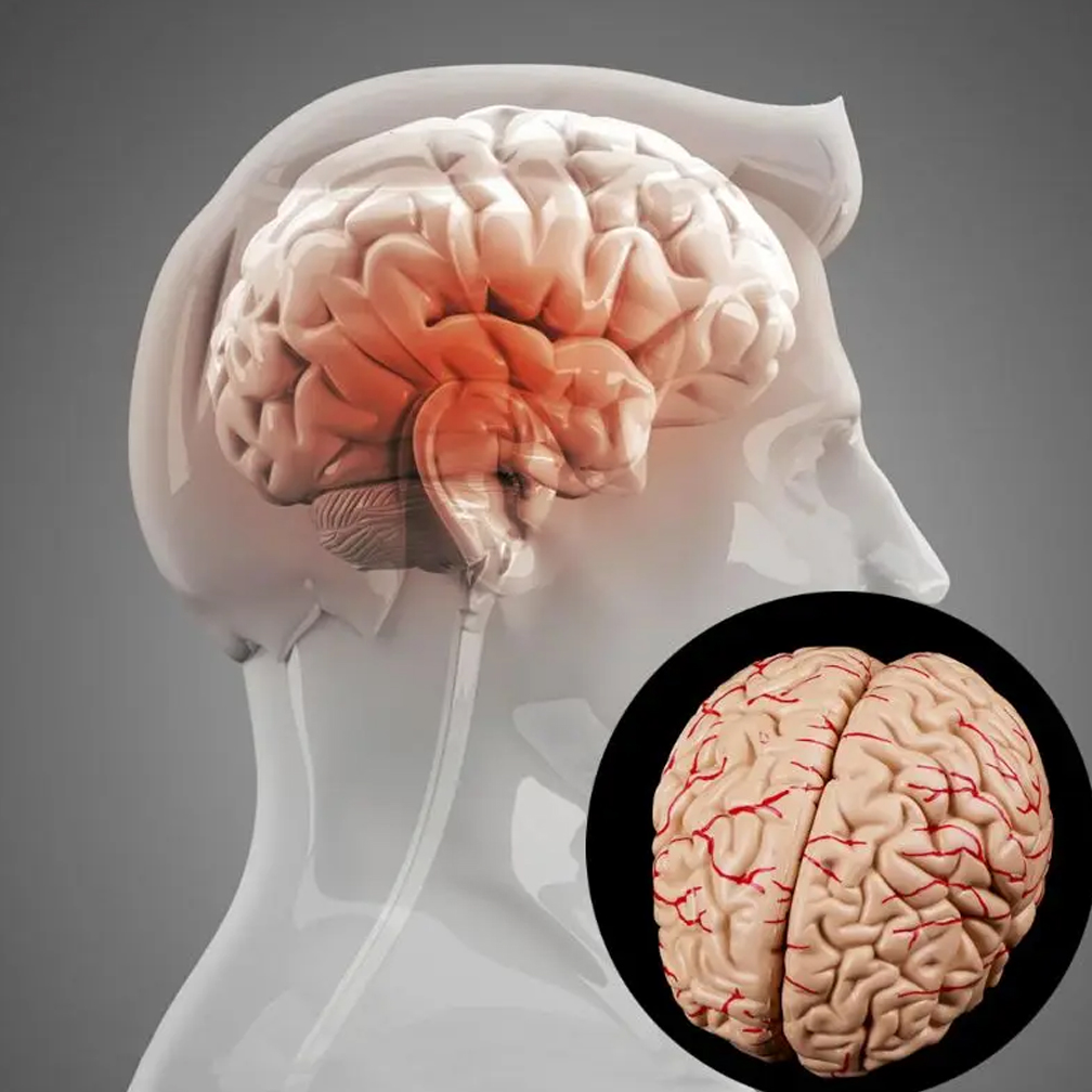 Human Life Size Brain Anatomy  - Medical Lab Study review and price