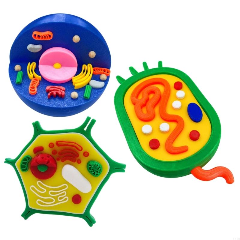Professional Animal Plant Cell - Medical Lab Study review and price