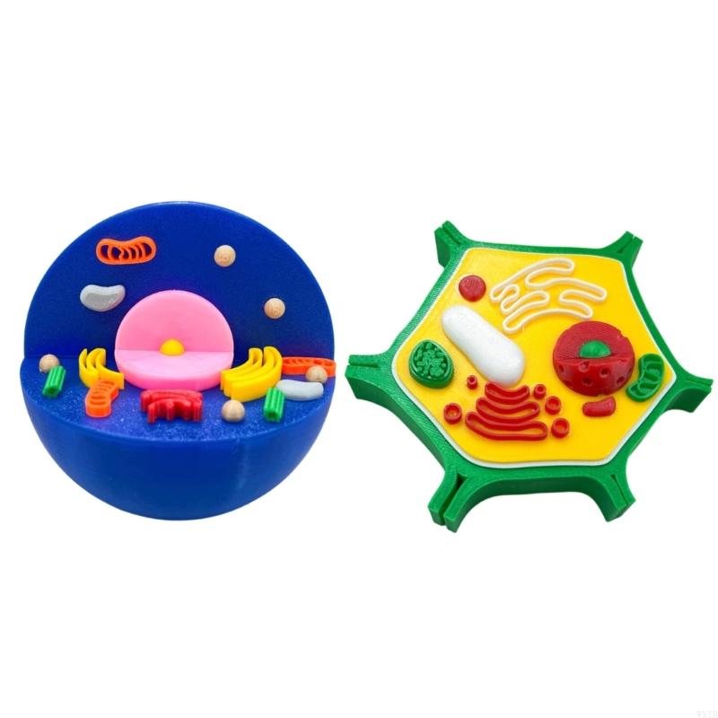Professional Animal Plant Cell - Medical Lab Study review and price