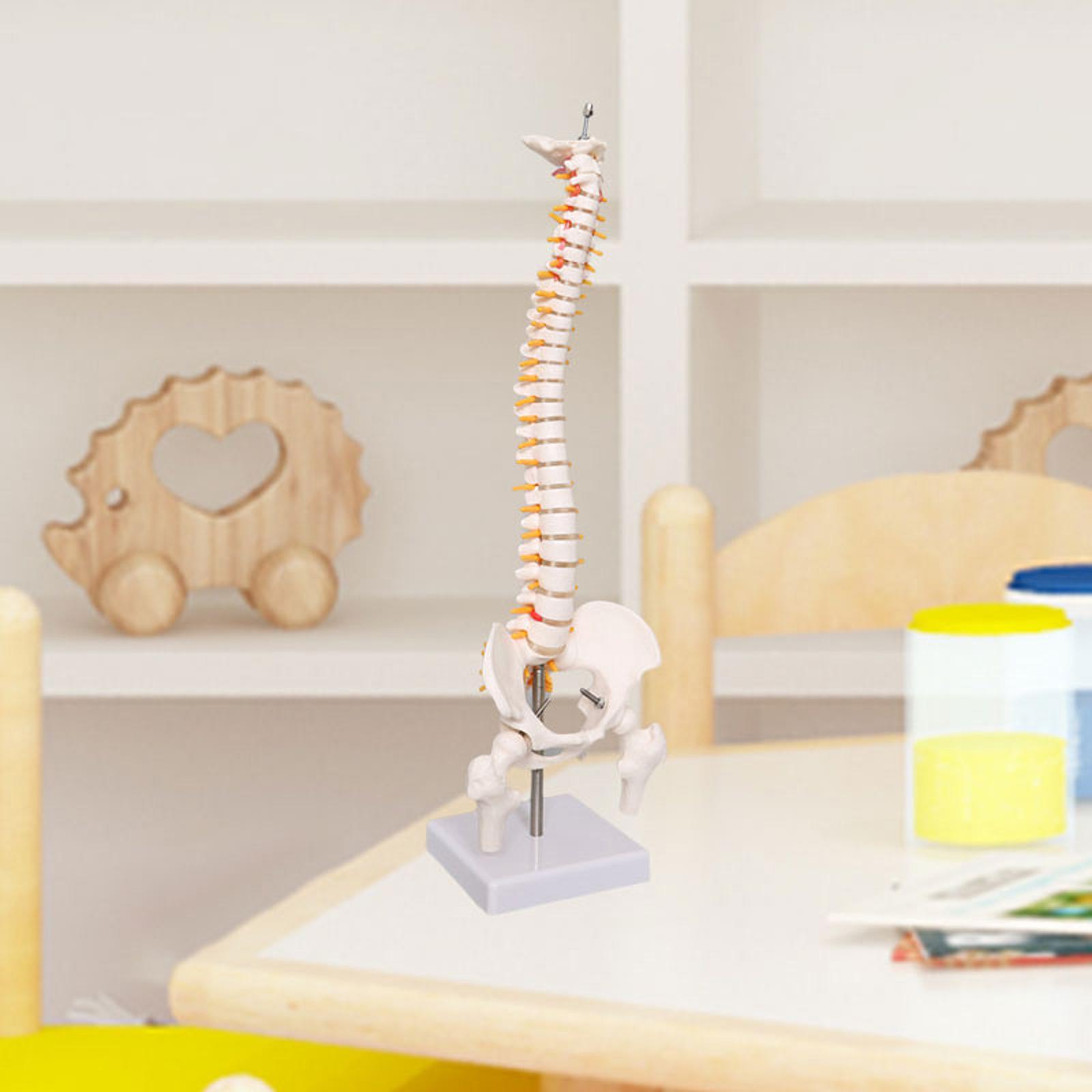 Human Spine Model 17.7inch for - Medical Lab Study review and price