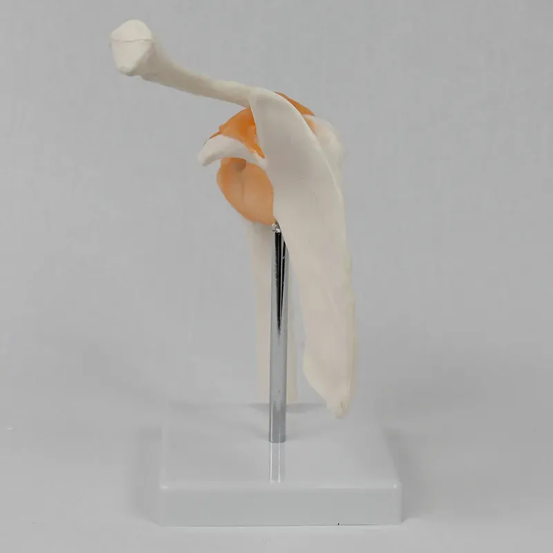 Functional Shoulder Joint Mode - Medical Lab Study review and price
