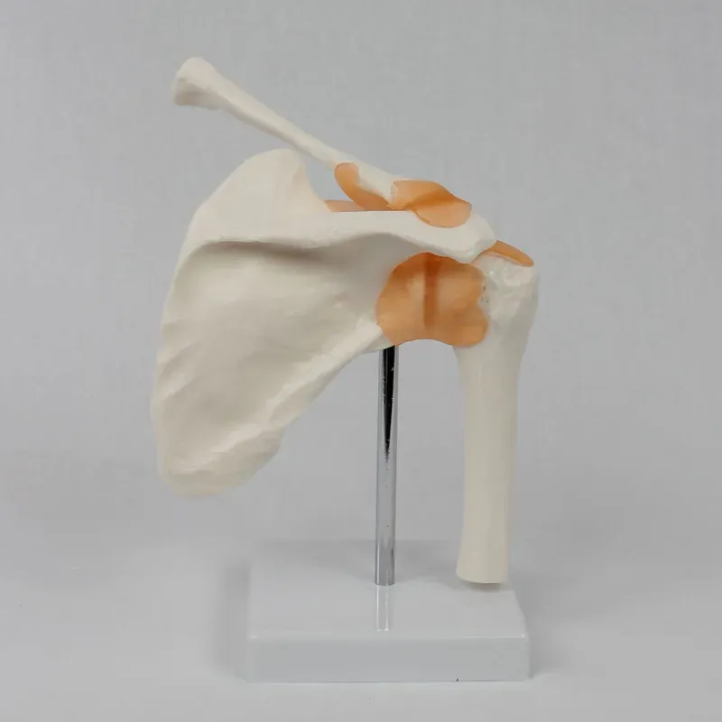 Functional Shoulder Joint Mode - Medical Lab Study review and price