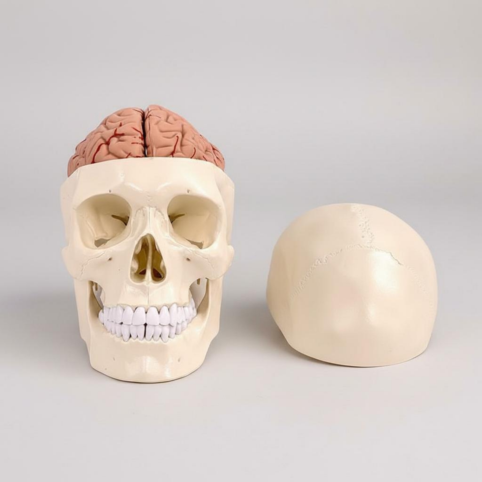 Human Skull and Brain Model Li - Medical Lab Study review and price