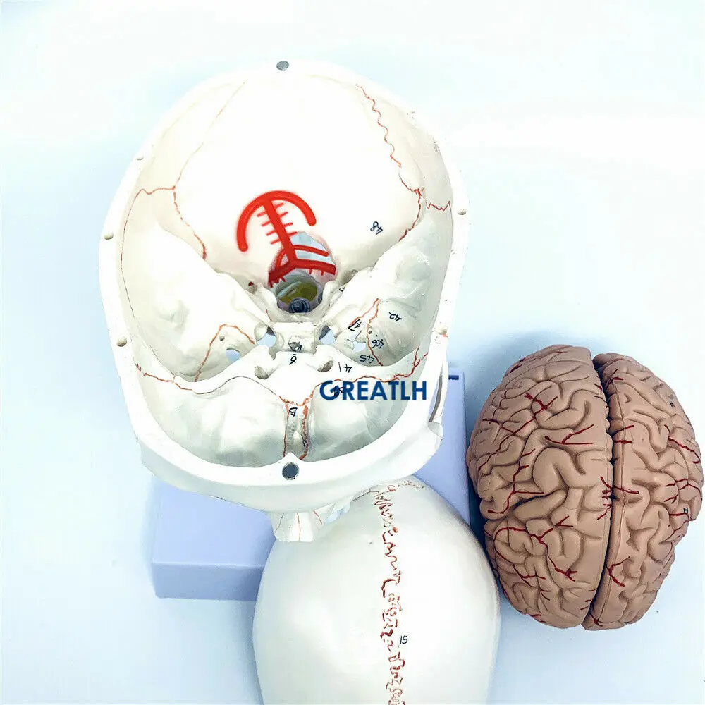 GREATLH Brain Anatomical Model - Medical Lab Study review and price