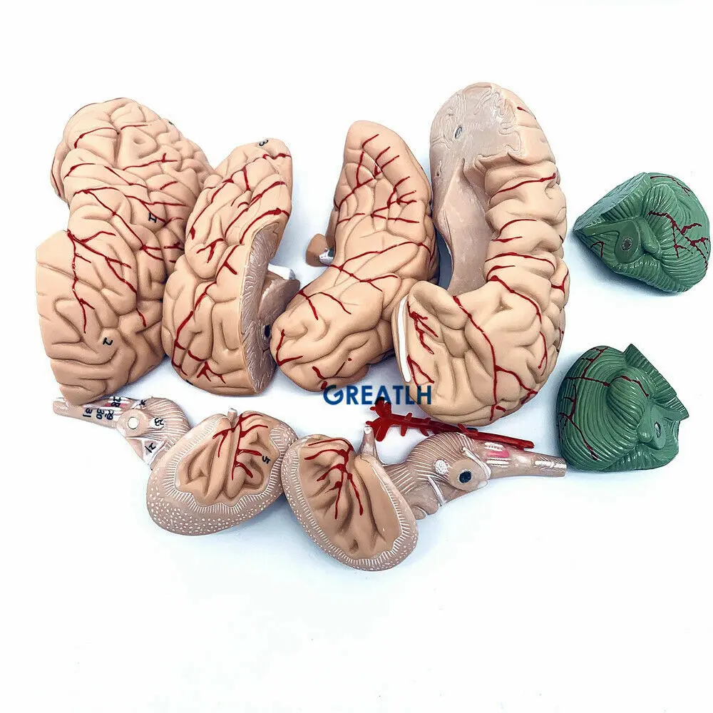 GREATLH Brain Anatomical Model - Medical Lab Study review and price