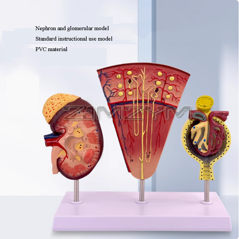 Kidney Model Structure Glomeru - Medical Lab Study review and price