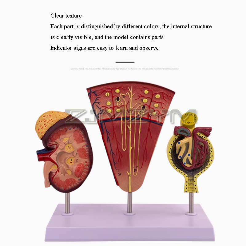 Kidney Model Structure Glomeru - Medical Lab Study review and price