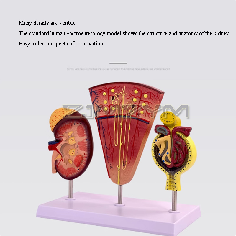 Kidney Model Structure Glomeru - Medical Lab Study review and price