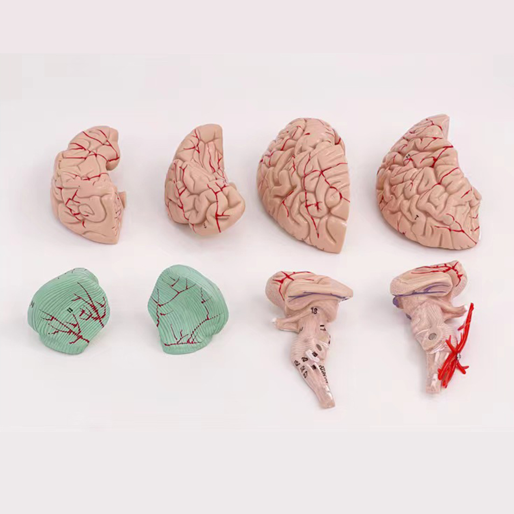 Human Life Size People Brain F - Medical Lab Study review and price