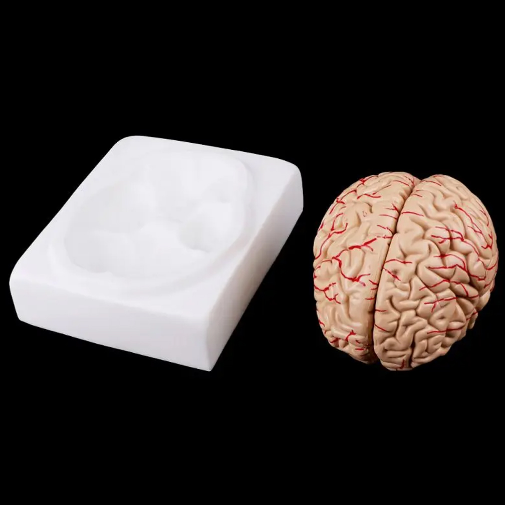 Human Life Size People Brain F - Medical Lab Study review and price